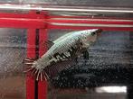 Betta vrouw samurai, Dieren en Toebehoren, Vis