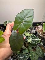 Alocasia yucatan princes, Ophalen of Verzenden