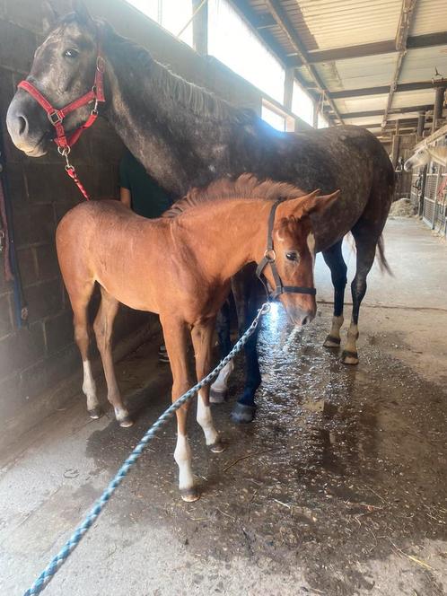 Hengstenveulen don’t touch tiji hero, Dieren en Toebehoren, Paarden, Hengst, Niet van toepassing, 0 tot 2 jaar, Springpaard, Met stamboom