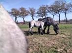 Belgisch trekpaard veulen, Dieren en Toebehoren, Paarden, Merrie, Gechipt, 0 tot 2 jaar