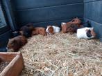 Jonge cavia zeugjes en beertjes, Domestique, Janvier, Plusieurs animaux, Cobaye