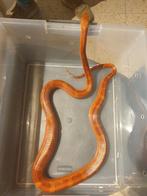 Korenslang Bloodred het Hypo Striped Charcoal 1.0, Animaux & Accessoires, Reptiles & Amphibiens