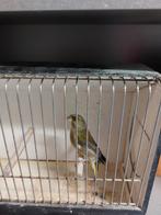 Groenvinken 2025, Dieren en Toebehoren, Vogels | Overige Vogels