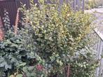 Haagliguster, Tuin en Terras, Planten | Struiken en Hagen, Ophalen