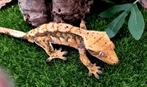 Wimpergekko man, Dieren en Toebehoren