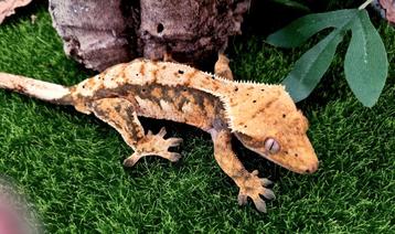 Wimpergekko man beschikbaar voor biedingen