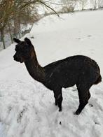Alpaca hengst, Mai