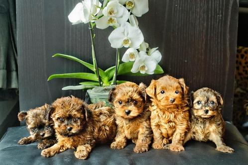 Schattige hypoallergene  pups, Dieren en Toebehoren, Honden | Chihuahua's en Gezelschapshonden, Meerdere dieren, Overige rassen