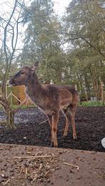 Damhert, Dieren en Toebehoren, Overige Dieren, Februari, Mannelijk