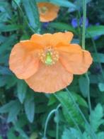 Oranje vaste papaver, 6 zakjes/ potjes  voor 5 euro, Tuin en Terras, Planten | Tuinplanten, Vaste plant, Lente, Overige soorten