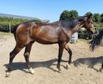 Chique talentvolle jaarling spring ruin Dourkhan Hero, Dieren en Toebehoren, Springpaard, Ruin, 0 tot 2 jaar, 170 tot 175 cm