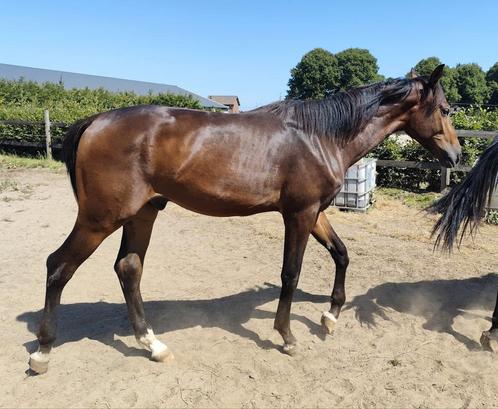 Chique talentvolle jaarling spring ruin Dourkhan Hero, Dieren en Toebehoren, Paarden, Ruin, Onbeleerd, 170 tot 175 cm, 0 tot 2 jaar