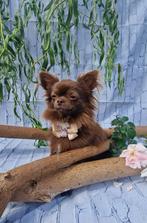 Chihuahua pups, Dieren en Toebehoren, België, Fokker | Hobbymatig, Reu, CDV (hondenziekte)