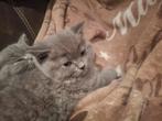 Brits  korthaar kitten, Chatte ou Chat, Vermifugé, 0 à 2 ans