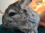 Chinchilla, Dieren en Toebehoren, Augustus, Mannelijk, Chinchilla