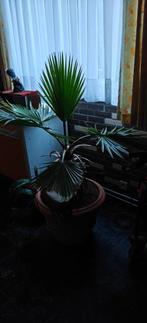 Palm, Tuin en Terras, Ophalen