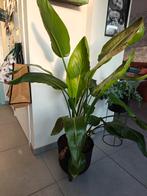 Paradijsvogelbloem (Strelitzia reginae), Enlèvement