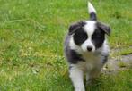 Border collie puppy's, zwart-wit en blauw-wit, Dieren en Toebehoren, Honden | Herdershonden en Veedrijvers, CDV (hondenziekte)