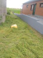 Jardinier à bas prix pour vous, Jardin & Terrasse, Enlèvement ou Envoi, Comme neuf