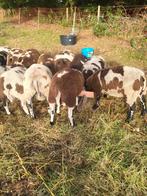Nog 12 baggerbonte rammen, Dieren en Toebehoren