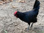 Haan Watermaalse baardkriel x sybright, Dieren en Toebehoren, Pluimvee, Mannelijk, Kip