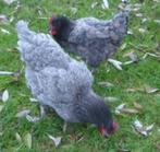 Poules pondeuses Blue de Landes - Bel:0472/51.09.71, Poule ou poulet