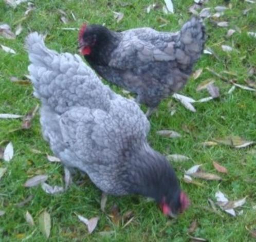 Poules pondeuses Blue de Landes - Bel:0472/51.09.71, Animaux & Accessoires, Volatiles, Poule ou poulet