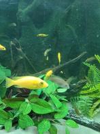 Malawi cichlide 4 soorten