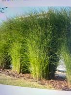 Miscanthus sinensis gracillimus, Tuin en Terras, Ophalen