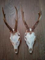 Schedel hert, Ophalen of Verzenden