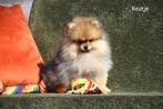 Prachtige Pomeriaan puppy's, Dieren en Toebehoren, Honden | Poolhonden, Keeshonden en Oertypen, België, Keeshond, CDV (hondenziekte)