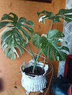 Monstera Thai constellation, Huis en Inrichting, Ophalen of Verzenden