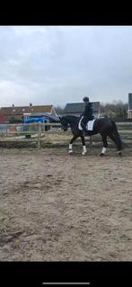 Super merrie, Dieren en Toebehoren, Merrie, Dressuurpaard, 3 tot 6 jaar, 165 tot 170 cm