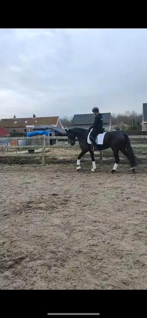 Super merrie, Dieren en Toebehoren, Paarden, Merrie, B, 165 tot 170 cm, 3 tot 6 jaar, Dressuurpaard, Met stamboom, Gechipt, Ontwormd