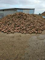 voederbieten, Enlèvement