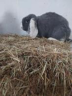 Zuiver Frans Hangoor voedstertje, Dieren en Toebehoren, Konijnen, Hangoor