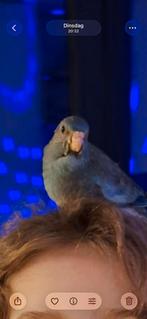 Handtamme Splendid parkiet - mannetje blauw aqua turquoise, Dieren en Toebehoren, Vogels | Parkieten en Papegaaien, Mannelijk