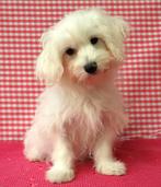 Super leuke Maltezer pups !, Dieren en Toebehoren, Honden | Chihuahua's en Gezelschapshonden, Maltezer, 15 weken tot 1 jaar, Buitenland