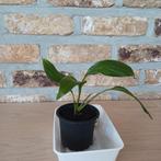 lepelplant, Huis en Inrichting, Kamerplanten, Ophalen, Overige soorten, Halfschaduw, In pot