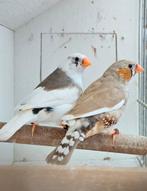 Koppel zebravinken, Tropenvogel, Geringd