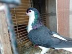 Lahore, Animaux & Accessoires, Oiseaux | Pigeons, Mâle, Autres espèces