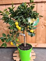 Citrus 'Pursha' citroenboom zoet, Tuin en Terras, Ophalen, Volle zon, Citroenboom