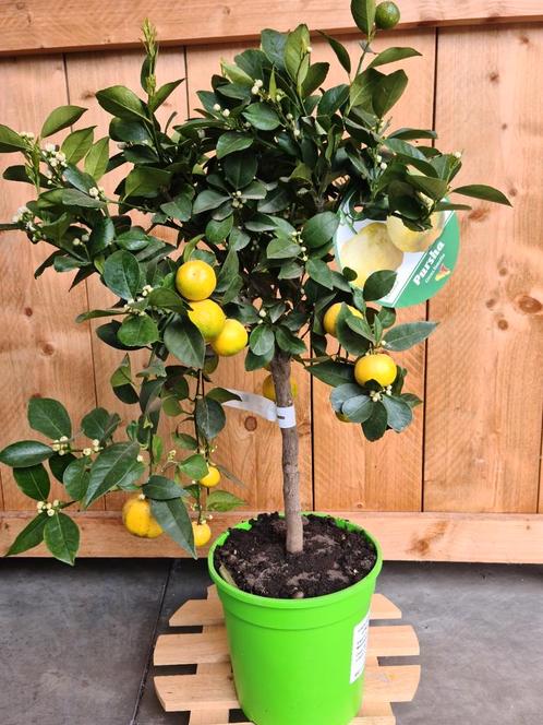 Citrus 'Pursha' citroenboom zoet, Tuin en Terras, Planten | Fruitbomen, Citroenboom, Volle zon, Ophalen
