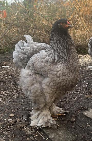 OEUFS À COUVER BLEUS Brahma