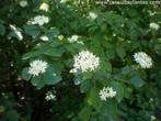 Cornus sanguinea, Tuin en Terras, Ophalen