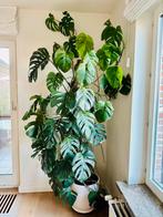 Monstera deliciosa XXXL - 2m50 incl put, Huis en Inrichting, Ophalen