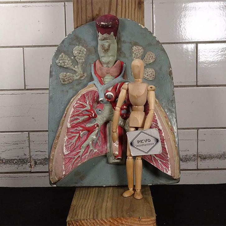 Gipsmodel longen 2022-071, Antiek en Kunst, Curiosa en Brocante, Ophalen of Verzenden