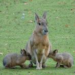Patagonische haas (Mara), Dieren en Toebehoren, September