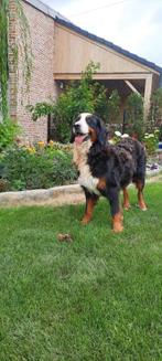 Berner sennen hond, Dieren en Toebehoren, België, Particulier, 8 tot 15 weken, CDV (hondenziekte)