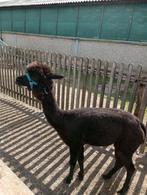 Alpaca merrie, Dieren en Toebehoren, Januari, Vrouwelijk
